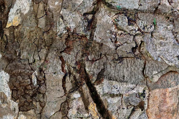 Vista Detalhada Perto Casca Árvore Natural Alta Resolução — Fotografia de Stock
