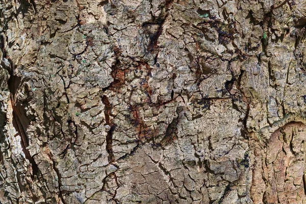 Detailed Close View Natural Tree Bark High Resolution — Stockfoto