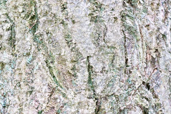 Detaillierte Nahaufnahme Natürlicher Baumrinde Hoher Auflösung — Stockfoto