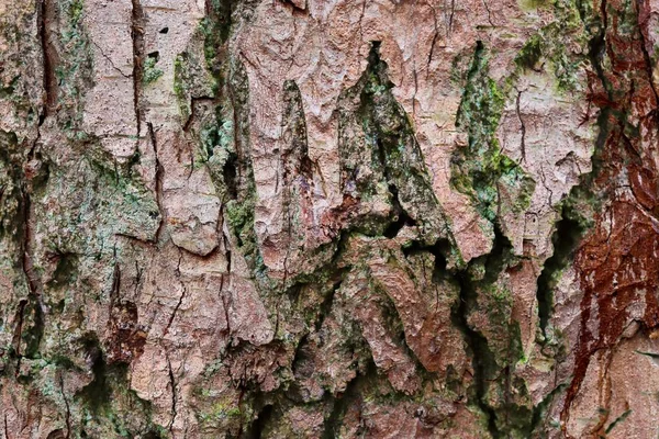 Yüksek Çözünürlükteki Doğal Ağaç Kabuğunun Detaylı Yakın Plan Görüntüsü — Stok fotoğraf