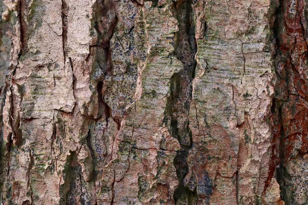 Detailed Close View Natural Tree Bark High Resolution Stock Image