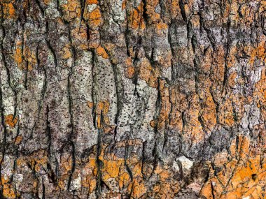 Yıpranmış ağaç kabuğunun detaylı yakın görüntüsü