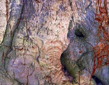 Yıpranmış ağaç kabuğunun detaylı yakın görüntüsü