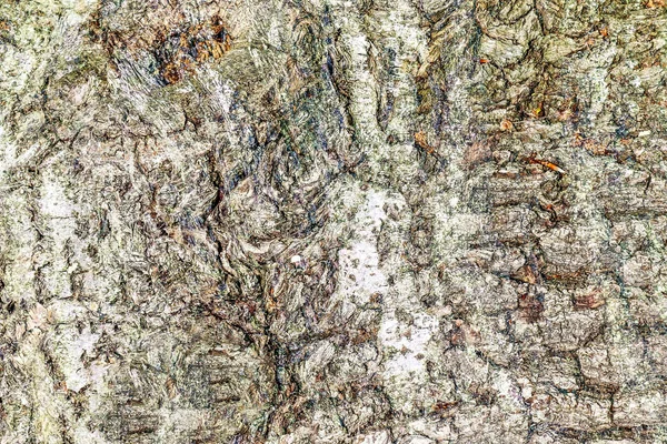 풍화된 나무껍질을 자세히 들여다본 — 스톡 사진