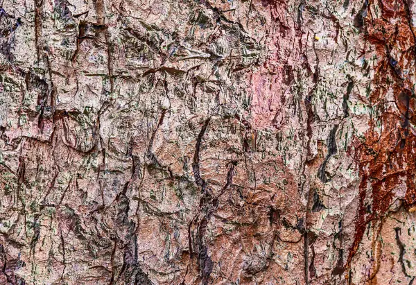 Detaljerad Närbild Väderbiten Bark — Stockfoto