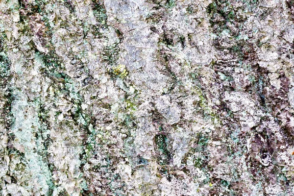 Detailed Close View Weathered Tree Bark — Stock Photo, Image