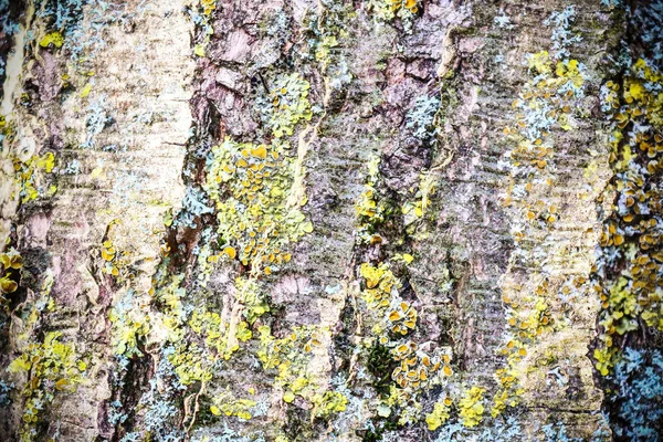 Detaljerad Närbild Väderbiten Bark — Stockfoto