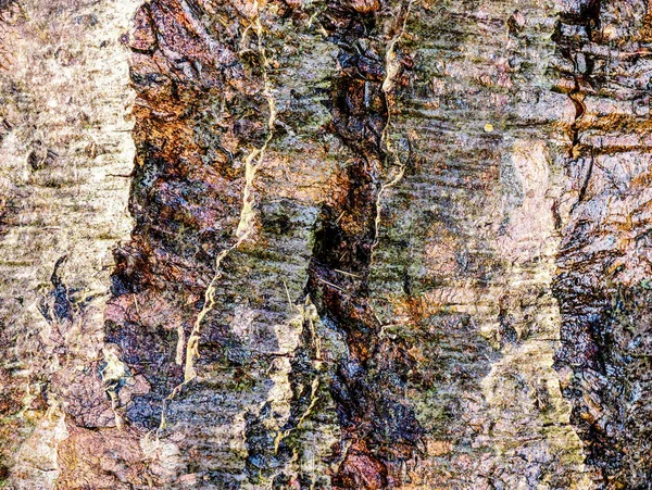 Vista Vicino Dettagliata Sulla Corteccia Degli Alberi Alterata Dalle Intemperie — Foto Stock