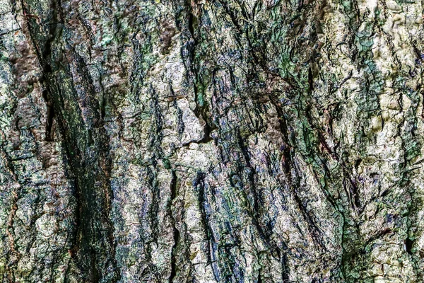 Yıpranmış Ağaç Kabuğunun Detaylı Yakın Görüntüsü — Stok fotoğraf