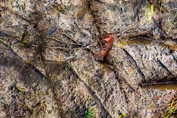 Detaillierte Nahaufnahme Auf Acre Gelände Während Dürre Durch Klimawandel — Stockfoto