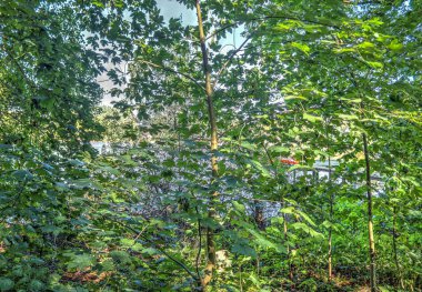 Kuzey Eruope 'daki yeşil bir ormana gizemli bir manzara.