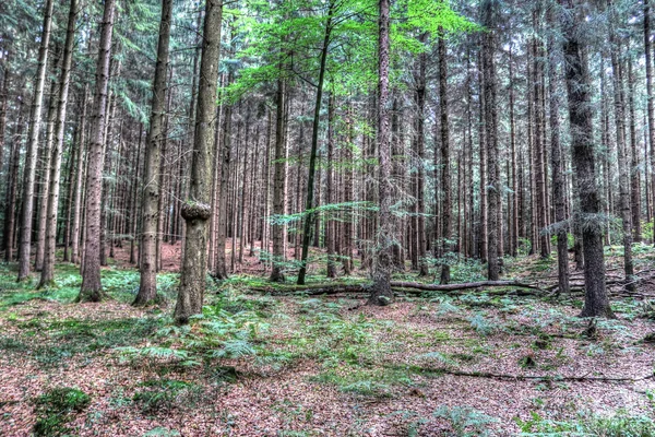 Rejtélyes Kilátás Egy Zöld Erdő Északi Eruope — Stock Fotó