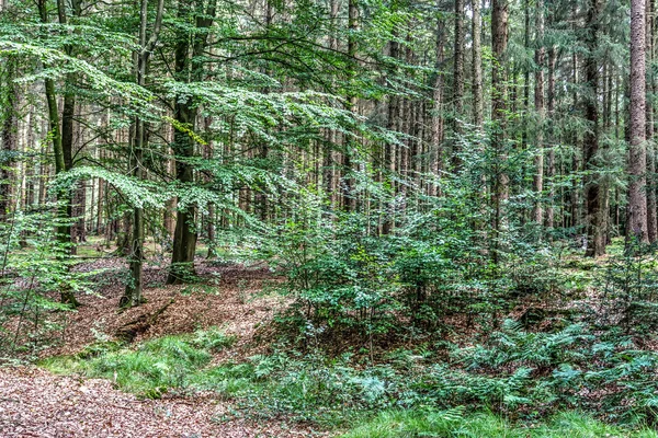 Mysterieus Uitzicht Een Groen Bos Noordelijke Uitloper — Stockfoto