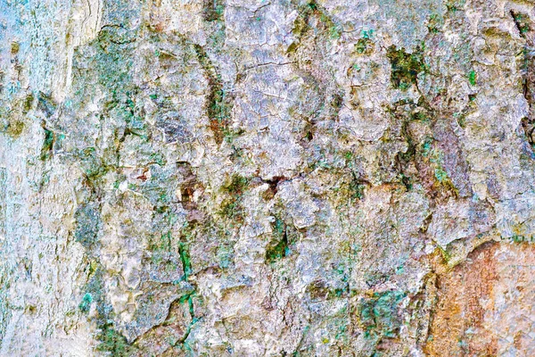 Vue Rapprochée Détaillée Sur Une Texture Écorce Arbre Altérée — Photo