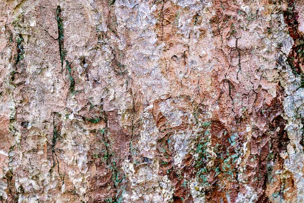 Vista Detalhada Perto Uma Textura Casca Árvore Resistida — Fotografia de Stock