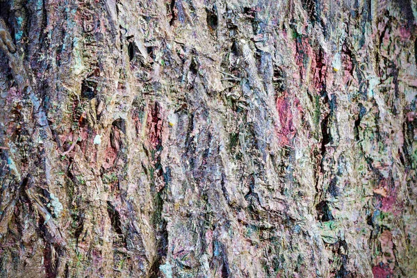 Detailed Close View Weathered Tree Bark Texture — Stock Photo, Image