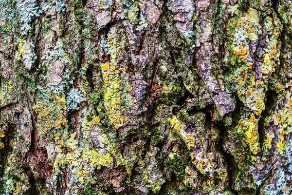 Yıpranmış Ağaç Kabuğu Dokusunda Ayrıntılı Yakın Görüntü — Stok fotoğraf