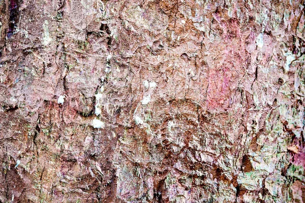 Detailed Close View Weathered Tree Bark Texture — Stock Photo, Image