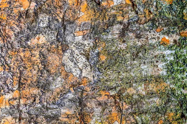 Detailní Pohled Zblízka Ošlehanou Texturu Kůry Stromů — Stock fotografie