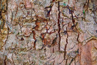 Yıpranmış ağaç kabuğu dokusunda ayrıntılı yakın görüntü