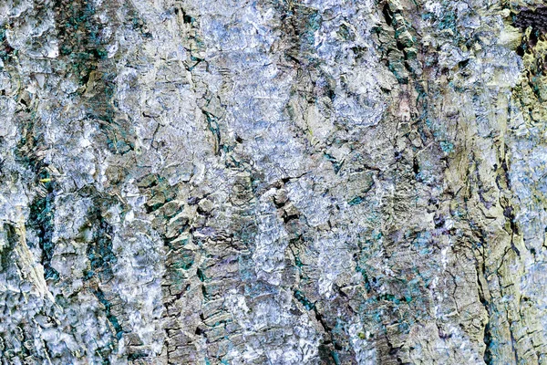 풍화된 나무껍질 질감에 자세히 보이는 — 스톡 사진