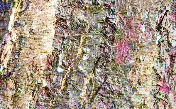 Detailed Close View Weathered Tree Bark Texture — Stock Photo, Image