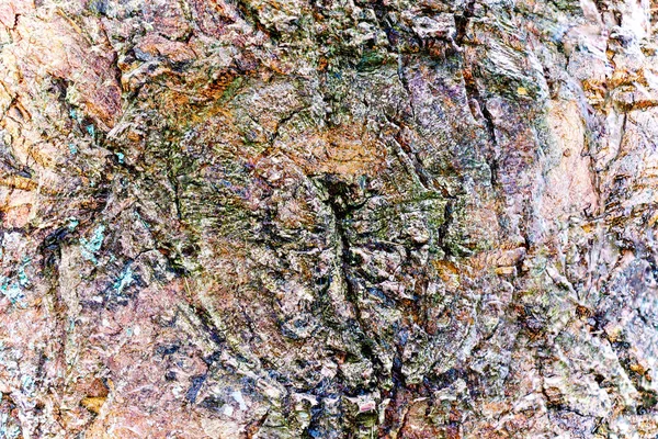 풍화된 나무껍질 질감에 자세히 보이는 — 스톡 사진