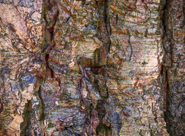 Palmiye ağaçları ve meşe ağaçlarının kabuklarında detaylı görünüm