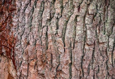 Palmiye ağaçları ve meşe ağaçlarının kabuklarında detaylı görünüm