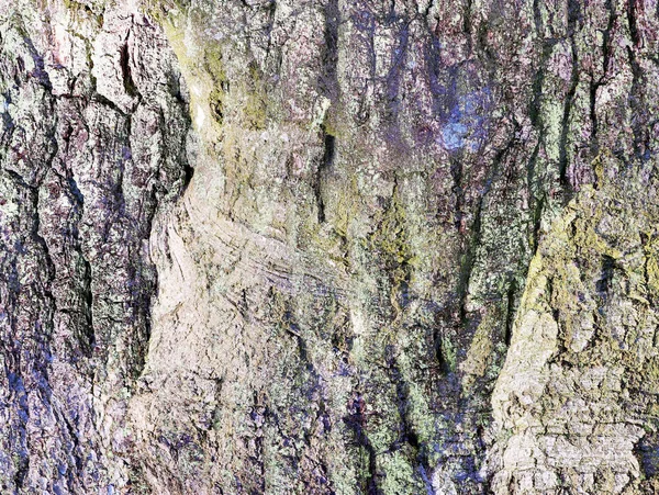 Detailed Close View Tree Bark Palm Trees Oaks — Stock Photo, Image