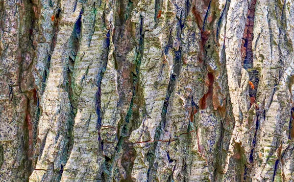 Detailed Close View Tree Bark Palm Trees Oaks — Stock Photo, Image