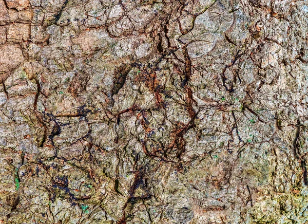 Detailed Close View Tree Bark Palm Trees Oaks — Stock Photo, Image