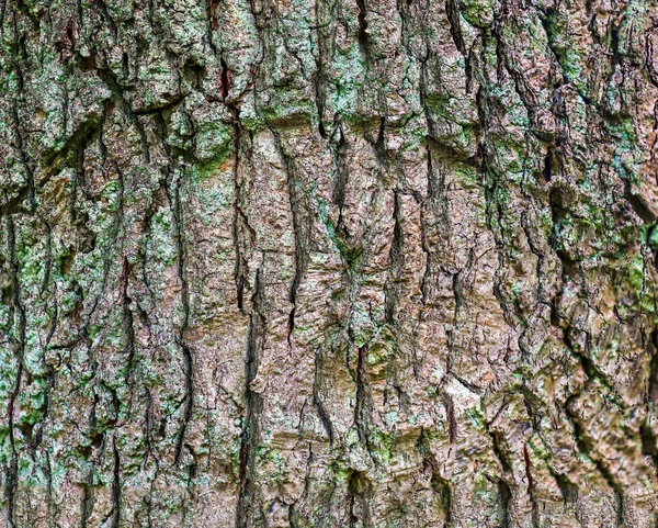 Detaljerad Närbild Träd Bark Palmer Och — Stockfoto