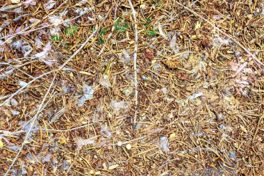 Kuzey Avrupa ormanlarındaki bir orman zemin dokusunun detaylı görüntüsü