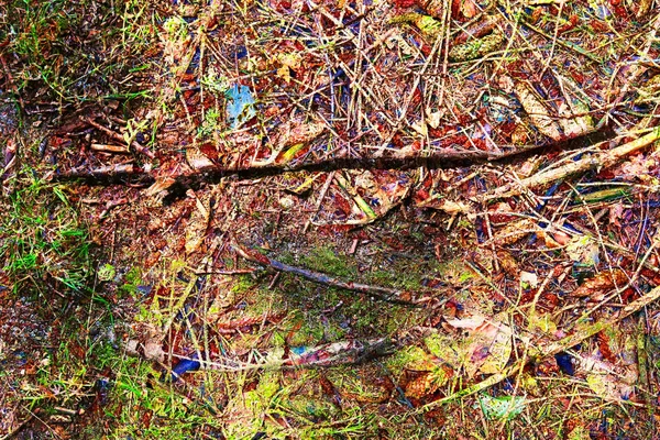 Részletes Közelkép Egy Erdei Talaj Textúra Egy Észak Európai Erdőben — Stock Fotó