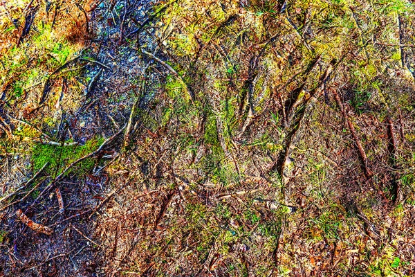 Detailed close up view on a forest ground texture in a northern european forest