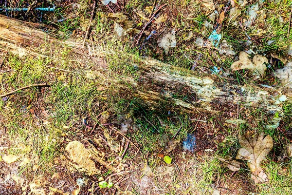 Részletes Közelkép Egy Erdei Talaj Textúra Egy Észak Európai Erdőben — Stock Fotó