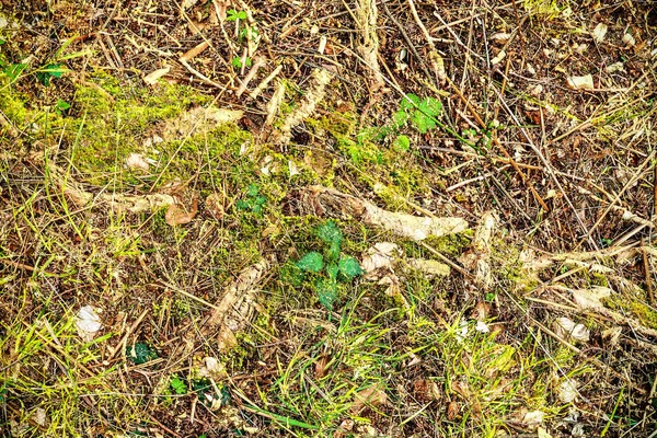 Vista Detallada Cerca Una Textura Suelo Forestal Bosque Del Norte —  Fotos de Stock