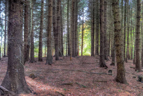 Mooi Uitzicht Een Groen Bos Noord Europa — Stockfoto