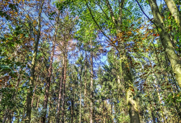 Mooi Uitzicht Een Groen Bos Noord Europa — Stockfoto