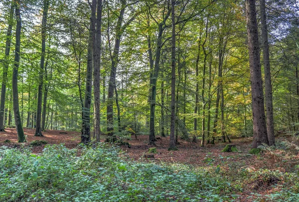 Гарний Вид Зелений Ліс Північній Європі — стокове фото