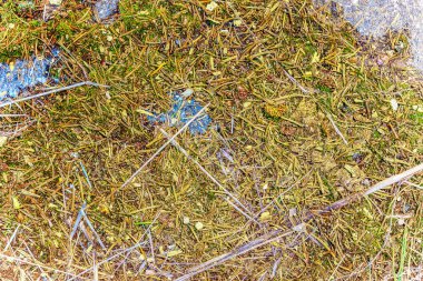 Mevsimsel orman zemin dokularının detaylı yakın görüntüsü