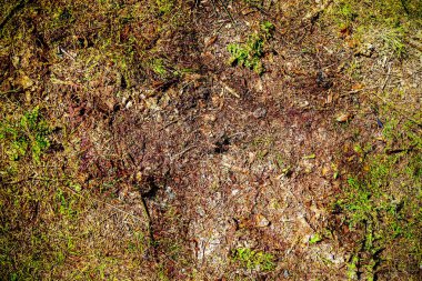 Mevsimsel orman zemin dokularının detaylı yakın görüntüsü