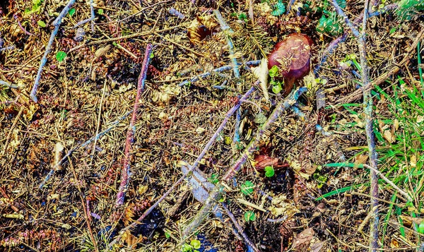 Detailed Close View Seasonal Forest Ground Textures — Stock Photo, Image