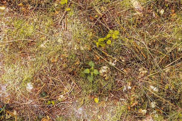 Vista Detallada Cerca Las Texturas Del Suelo Del Bosque Estacional —  Fotos de Stock