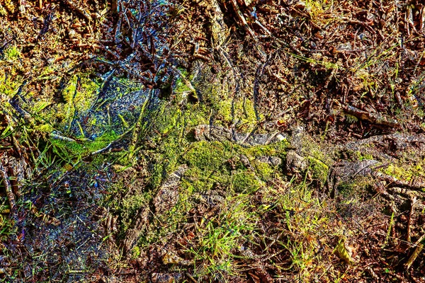 Vista Detallada Cerca Las Texturas Del Suelo Del Bosque Estacional —  Fotos de Stock