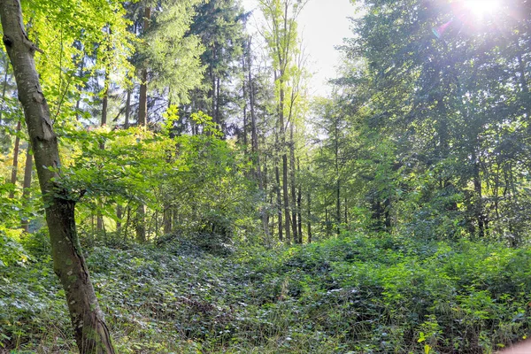 Prachtig Uitzicht Een Groen Zomers Bos Gevonden Noord Duitsland — Stockfoto