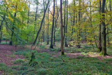 Yeşil bir yaz ormanının güzel manzarası. No.Almanya 'da bulundu.