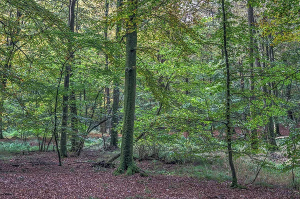 Krásný Výhled Zeleného Letního Lesa Nalezeného Severním Německu — Stock fotografie