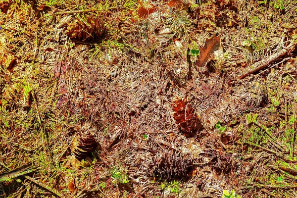 Vue Rapprochée Détaillée Sur Les Textures Automnales Sol Forestier — Photo